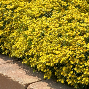 Sedum Yellow Diamonds